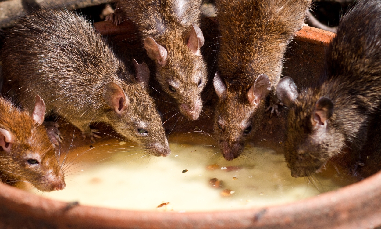 Control de roedores en casas negocios bodegas y restaurantes
