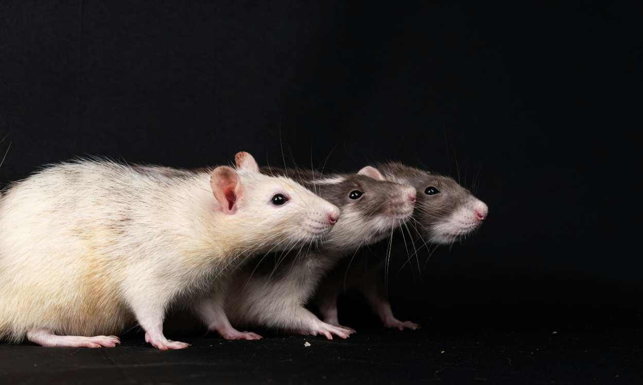 Control de ratas y roedores en Querétaro